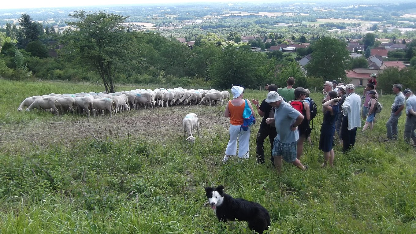 Photo credit: V. Thibaut/CEN Allier