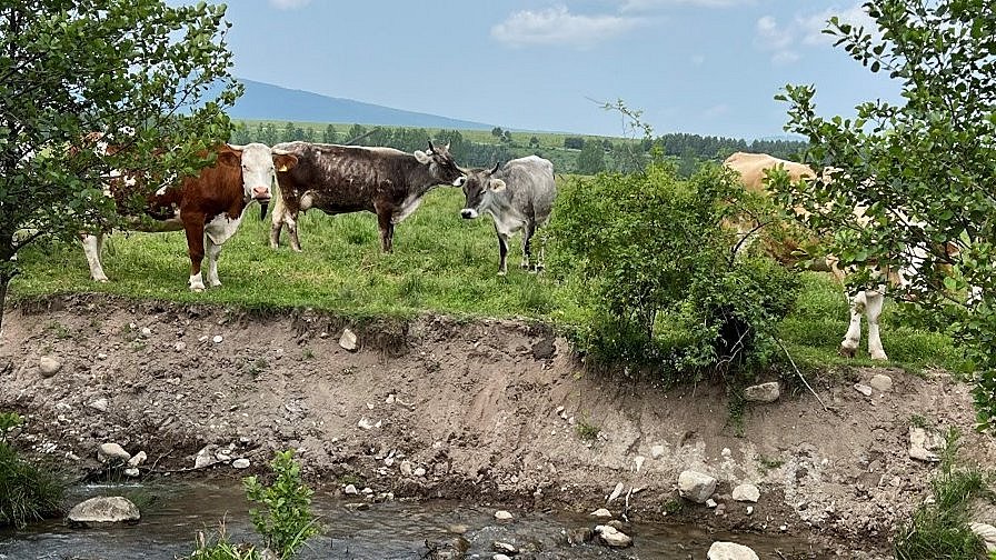 Cows (Grauvieh) on a pasture with trees