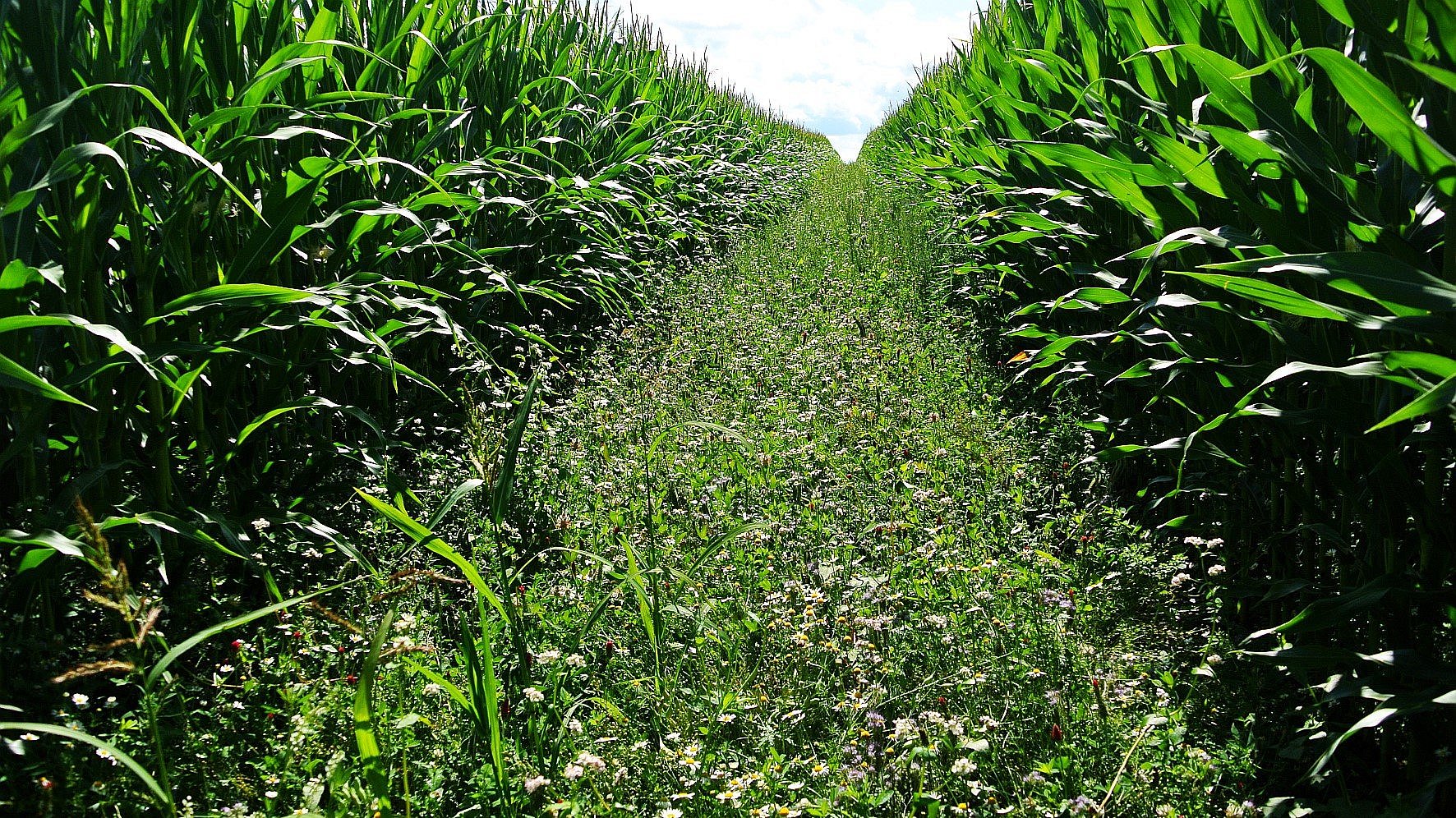 © Václav Zámečník