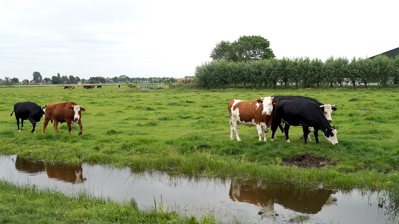 Photo credit: BoerenNatuur