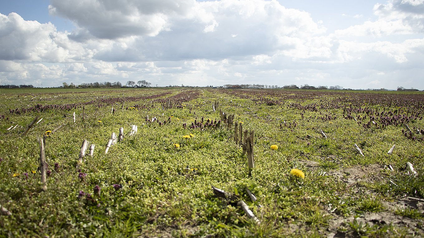 Photo credit: BoerenNatuur