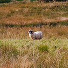 Blackface sheep