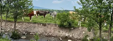 Fazakas Imre
