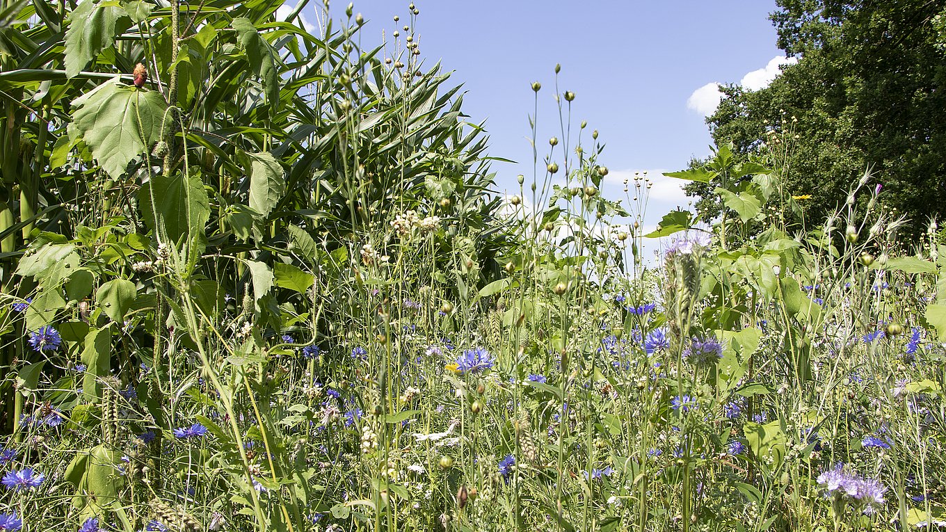 Photo credit: BoerenNatuur