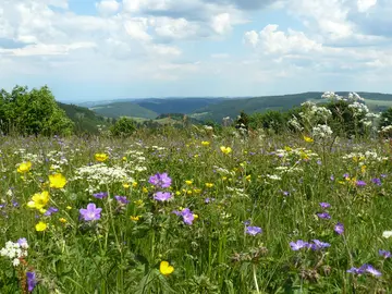 Eco-scheme Grassland