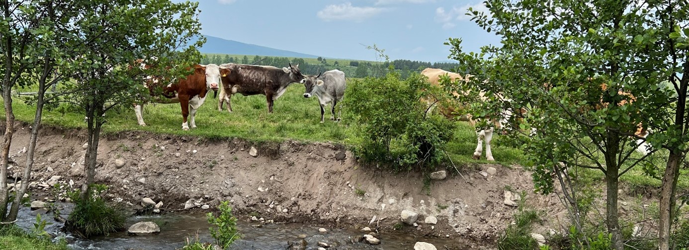 Cows (Grauvieh) on a pasture with trees